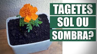 TAGETES GOSTA DE SOL OU SOMBRA [upl. by Iadam422]