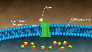 Types of Drug Receptors [upl. by Francine148]