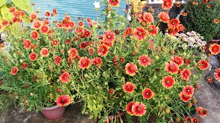 Growing Gaillardia n TRICKS to Get MAXIMUM Flowers [upl. by Clarie]