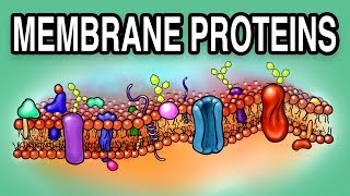 MEMBRANE PROTEINS  Types and Functions [upl. by Georgeanne]