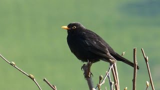 Sounds of Nature Blackbird 1 Hour of the Blackbirds Song [upl. by Calloway448]