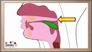 Achalasia  Pathophysiology Causes Signs amp Symptoms Diagnosis Treatment [upl. by Nebur]