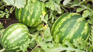 How to Grow Melons at Home [upl. by Ainesej993]