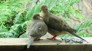 Mourning Dove Courtship and Mating [upl. by Daphne56]