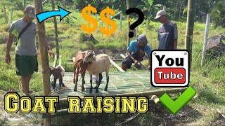 Goat farming philippines [upl. by Gerianna]