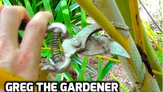 HOW TO PRUNE A PALM TREE  Greg The Gardener [upl. by Retha]