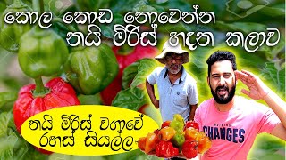 නිවැරදිව නයි මිරිස් වගාකරමු nai miris wagawa sinhala නයි මිරිස් වගාව kabanika wagawa  miris wagawa [upl. by Eninej]