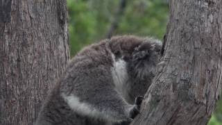 Violent koala interaction [upl. by Grail]