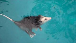 Baby opossum swimming playing dead amp More [upl. by Giffy]