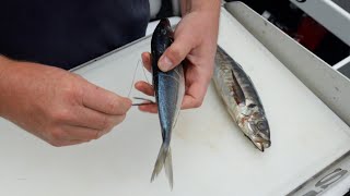 How To Rig Baits For Snapper Straylining [upl. by Gnart967]