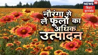 Gaillardia की खेती से अधिक फूलोत्पादन के तरीके  Blanket Flower Farming  Annadata [upl. by Eilsek]