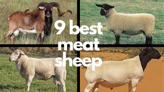 The 9 Best Sheep Breeds for Meat [upl. by Anoid]