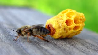 Honey Bee Queen Emerging from Queen Cell Japanese honeybees apis cerana japonica [upl. by Grier]