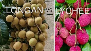 LYCHEE vs LONGAN GROWING CONDITIONS in Northern California z9b [upl. by Natsirt937]