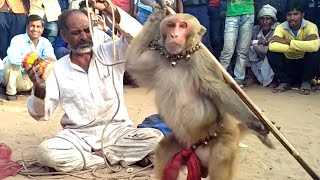 Haryanvi Bandar Bandariya Ka Khel  क्या कमाल का बंदर है  Comedy Video  Video From My Phone [upl. by Llezo]