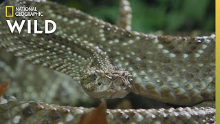 The Cascabel Rattlesnake  Worlds Deadliest Snakes [upl. by Prader]