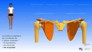 La ceinture scapulaire [upl. by Itoc]