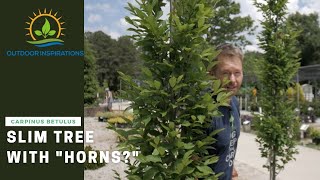 What in the world is a European Hornbeam  Plant Spotlight [upl. by Rennoc87]