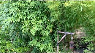 How To Grow A Bamboo Hedge [upl. by Moht807]