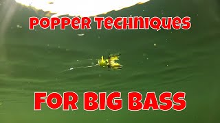 FLY FISHING TECHNIQUES FOR BIG BASS [upl. by Loggins]