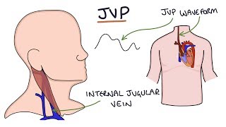 Understanding Jugular Venous Pressure JVP [upl. by Pittman]