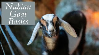 All about Nubian Goats [upl. by Widera]