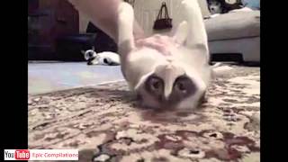 Epic Funny Cats  Cute Cats Compilation  60 minutes HDHQ [upl. by Uno913]