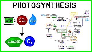 Photosynthesis The Light Reactions and The Calvin Cycle [upl. by Ahsenac617]