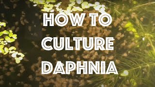 How To Culture Daphnia Magna [upl. by Suinuj]