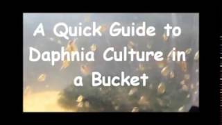 How to culture daphnia outside [upl. by Ybanrab]