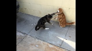 Cats Who Slap A compilation [upl. by Schug747]