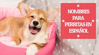 NOMBRES para PERRITAS EN ESPAÑOL 🎀💕🐶 ¡BONITOS Y UNICOS [upl. by Nerval738]