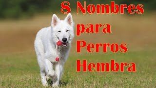 8 Nombres para Perros HEMBRA [upl. by Cummins]