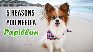 Top 5 Reasons You Need a Papillon Dog  Percy the Papillon Dog [upl. by Nossila588]