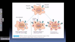 Tumor antigens [upl. by Epoillac]