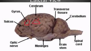 Sheep Brain Dissection Guide [upl. by Chor347]