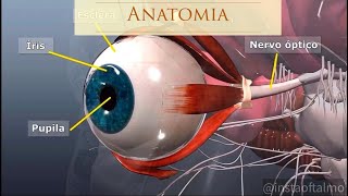 Anatomia do Olho [upl. by Ennaus]