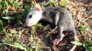 Baby Possum Playing dead [upl. by Arrekahs568]