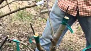 Grafting an Apple Tree at Woodleaf Farm [upl. by Haslam]