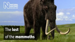 The last of the mammoths  Natural History Museum [upl. by Medora]