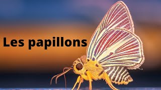 Poésie  Les papillons [upl. by Chloras]