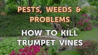 How to Kill Trumpet Vines [upl. by Airrotal379]