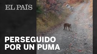 Senderista es sorprendido por un PUMA [upl. by Eissat]