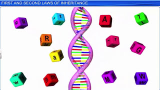 CBSE Class 12 Biology  Principles of Inheritance and Variation Part 1  Full Chapter [upl. by Alphonsa]