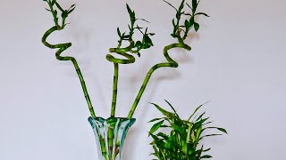 TRIMMING LUCKY BAMBOO  JOY US GARDEN [upl. by Debbi761]