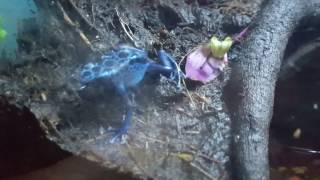 Dart Frogs Dendrobates tinctorius Azureus and Ranitomeya Variabilis [upl. by Eleets764]