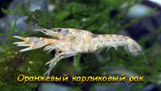 Мексиканский карликовый рак [upl. by Aicire]