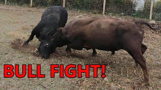 the BULLS BATTLE for dominance  combining the cattle herds amp turning them out on fall pasture [upl. by Hervey803]