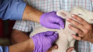 Sheep Care Administering Medications and VFDs [upl. by Sears879]