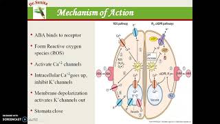 Abscisic Acid ABA [upl. by Maltzman]